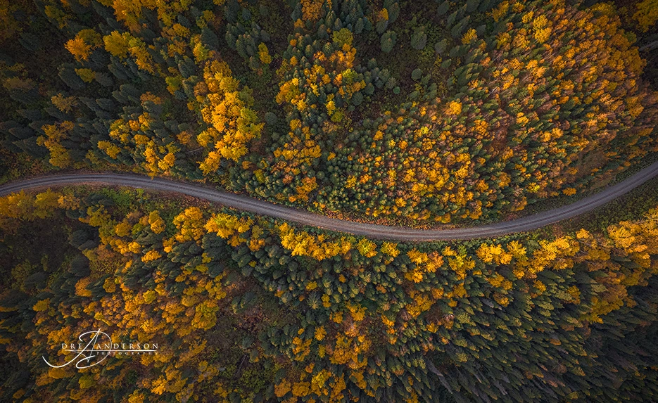 Photo of fall trees from above by Dre Anderson