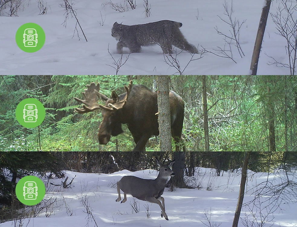 Collage of three trail cam images of a lynx, a moose and a deer